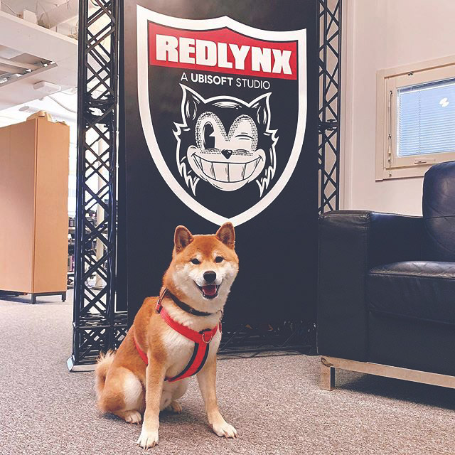 office pets, Shiba Inu